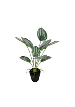 Пеперомия 40см 9л. Арт.1310-GB40cm-9L